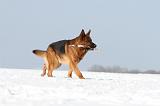 BERGER ALLEMAND 439